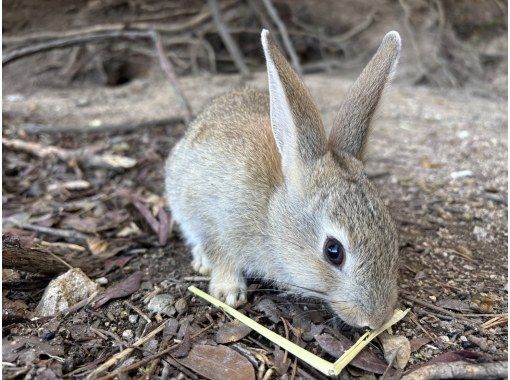 三原発　うさぎ島ツアーの画像