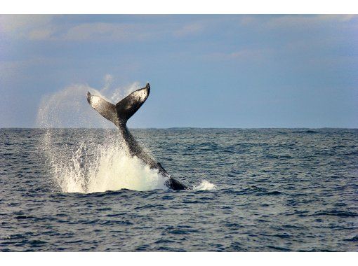 【沖縄・北谷発・半日】プライベートホエールウォッチングツアー｜大型クルーザーで快適！ 20名まで乗船可 ☆社員旅行・卒業旅行に最適☆の画像