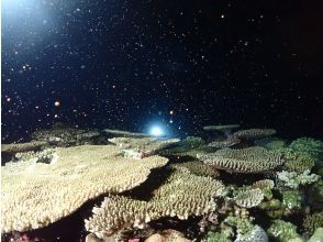 【沖縄・石垣島】ナイトダイビング！ライトが照らす未知なる海へ