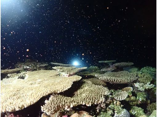 【沖縄・石垣島】ナイトダイビング！ライトが照らす未知なる海への画像