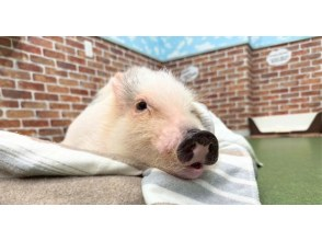 【大阪・城東区】マイクロブタとのふれあい体験〜屋内なので雨の日も安心！来客用駐車場完備！