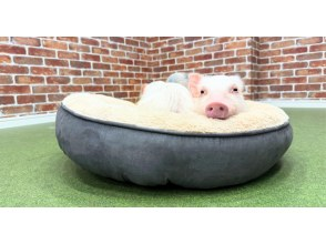 【大阪・城東区】マイクロブタとのふれあい体験 メディアにも取り上げられました！ 屋内なので雨の日も安心！来客用駐車場完備！