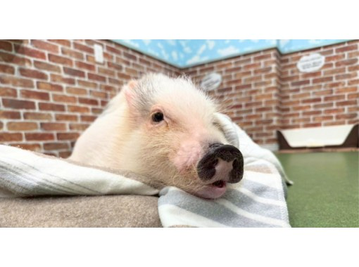 【大阪・城東区】マイクロブタとのふれあい体験〜屋内なので雨の日も安心！来客用駐車場完備！の画像