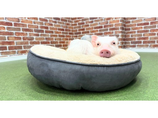 【大阪・城東区】マイクロブタとのふれあい体験 メディアにも取り上げられました！ 屋内なので雨の日も安心！来客用駐車場完備！の画像