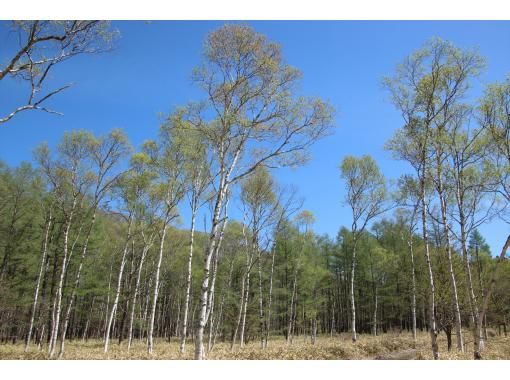 まばゆい緑に包まれる！奥日光・新緑トレッキング【栃木・奥日光】の画像