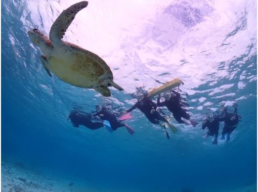 【沖縄・宮古島】＜ウミガメとサンゴお魚シュノーケリングツアー＞写真データ無料★平成26年よりツアー開催！ベテランガイドが案内☆の画像