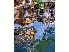 【青の洞窟/竹富島】新プラン！竹富島往復船チケット付き＆ウミガメシュノーケル★当日予約2～75歳OK 〈写真データ無料〉体験時間1.5時間