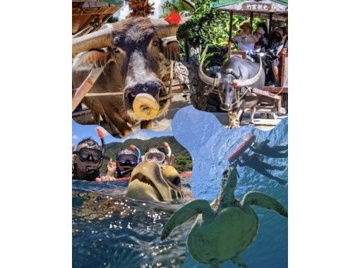 【青の洞窟/竹富島】新プラン！竹富島往復船チケット付き＆ウミガメシュノーケル★当日予約2～75歳OK 〈写真データ無料〉体験時間1.5時間の画像