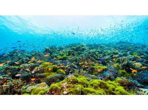 【沖縄・那覇発 慶良間諸島】ケラマ（チービシ）半日体験ダイビングの画像