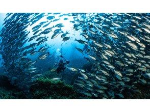 【沖縄・那覇発 慶良間諸島】半日ケラマ（チービシ）ファンダイビング