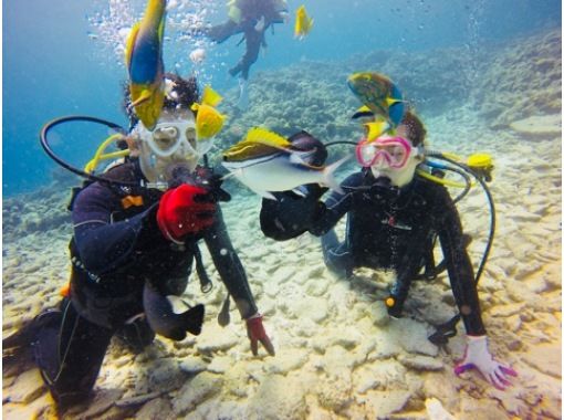 【沖縄・本部】貸切体験ダイビング（ビーチ）崎本部ゴリラチョップ やんばるの画像