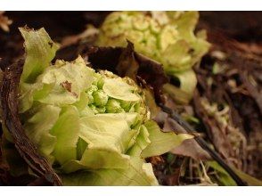 山菜採集体験