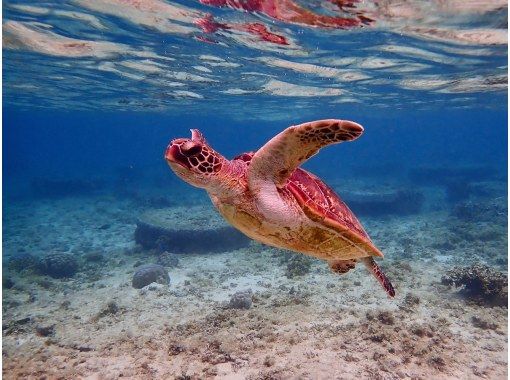 那覇からのアクセスも抜群!本島・南部ウミガメが生息してる【ジョン万ビーチ】で1組様限定のシュノーケリング冒険ツアー♪ 那覇からのアクセスも抜群!本島・南部ウミガメが生息してる【ジョン万ビーチ】で1組様限定のシュノーケリング冒険ツアー♪