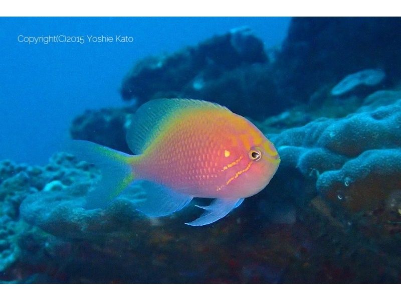 【半日・屋久島】短時間で気軽にショートコースシュノーケリング♪