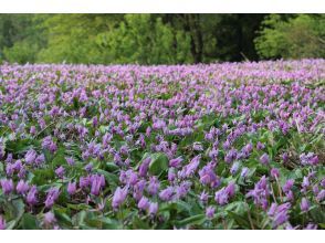【新潟・南魚沼】雪国の春　可憐なカタクリの群生を訪ねる里山散歩