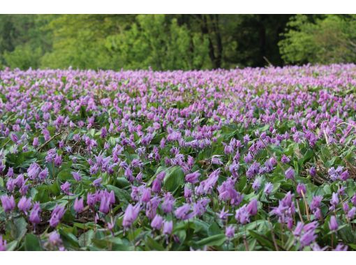 【新潟・南魚沼】雪国の春　可憐なカタクリの群生を訪ねる里山散歩の画像