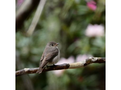【日光・湯元温泉】初心者/家族向け　春のバードウォッチングツアーの画像