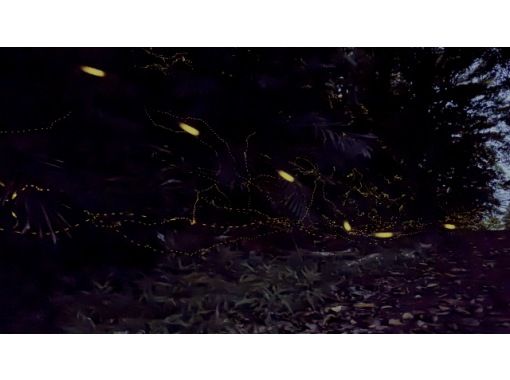 【島人ガイドがアテンド】【ヤエヤマヒメボタル奇跡の光のショー鑑賞＆快晴時は星空フォト撮影サービス(6名様限定)!!】【1名様もOK!!】の画像