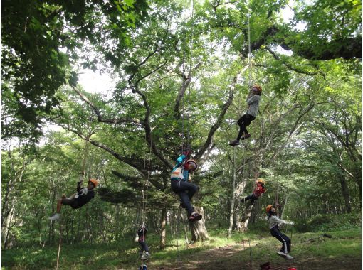 ツリーイング体験の画像