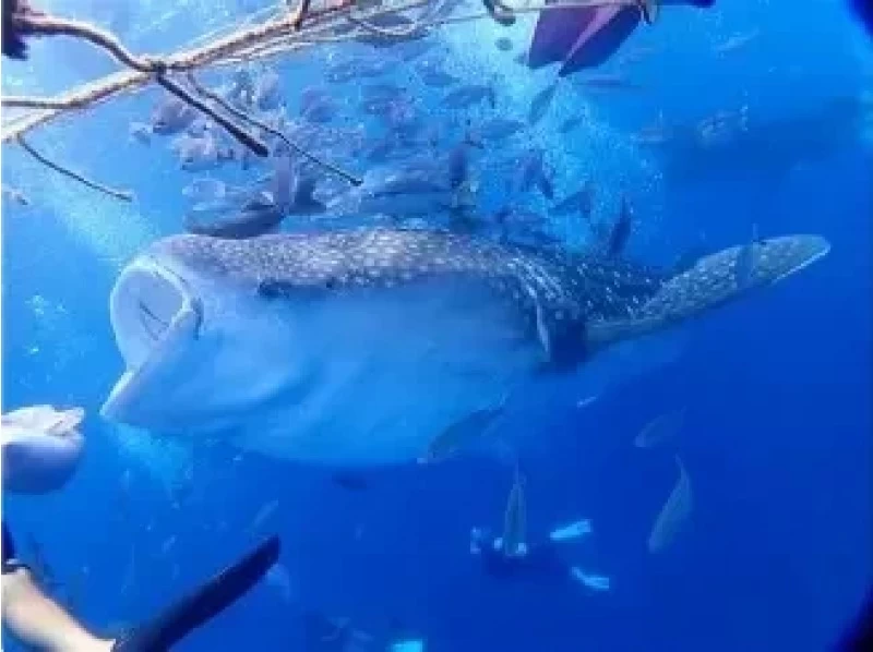 【北海道・SUP体験】透明度の高い支笏湖の湖面をクルージング！SUP体験（半日コース）の画像
