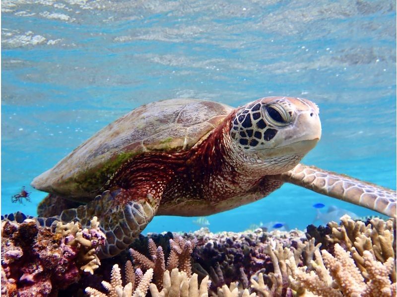 【北海道・SUP体験】透明度の高い支笏湖の湖面をクルージング！SUP体験（半日コース）の画像