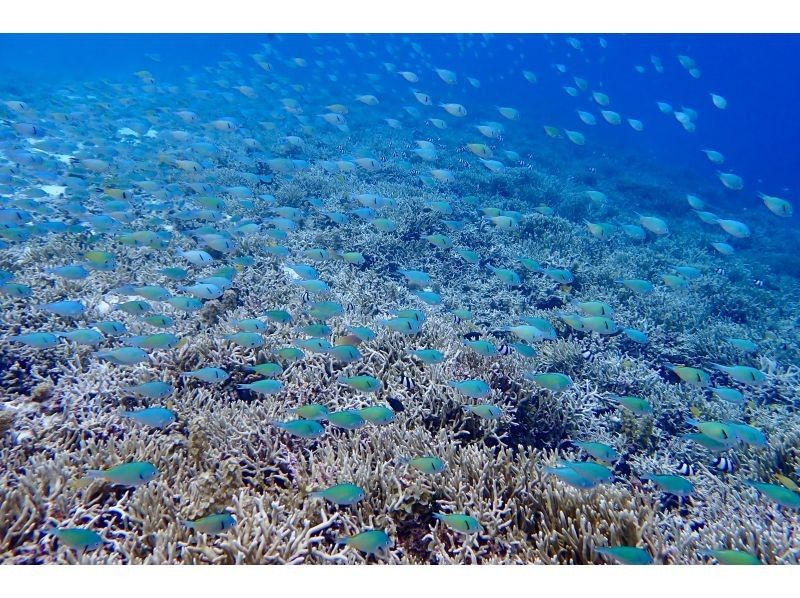 【北海道・SUP体験】透明度の高い支笏湖の湖面をクルージング！SUP体験（半日コース）の画像