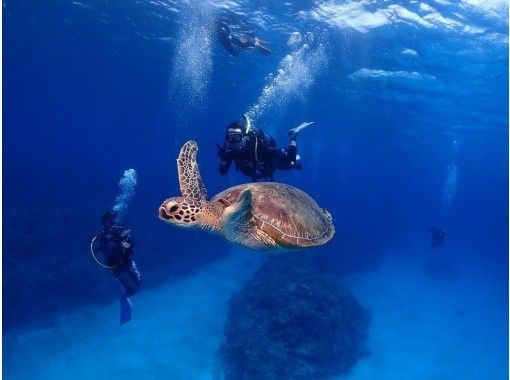 【慶良間の無人島へ!!格安ツアー実施中!!】【ボート半日体験ダイビング】【ウミガメに逢いに行こう!】【那覇市内送迎だよ!】 【慶良間の無人島へ!!格安ツアー実施中!!】【ボート半日体験ダイビング】【ウミガメに逢いに行こう!】【那覇市内送迎だよ!】