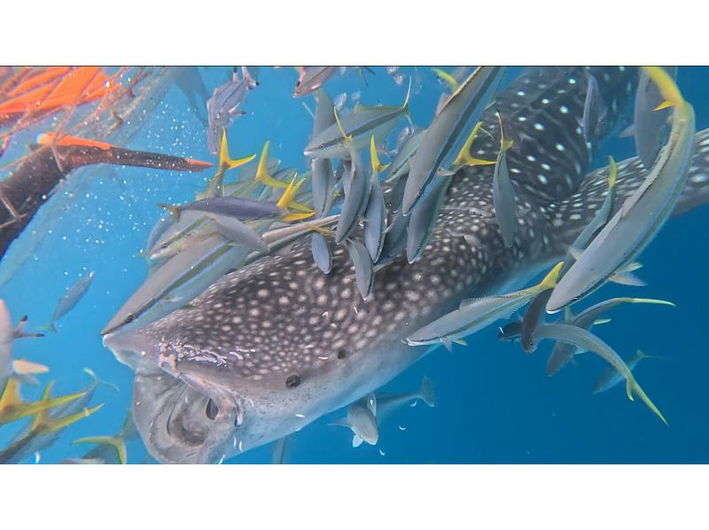 【北海道・SUP体験】透明度の高い支笏湖の湖面をクルージング！SUP体験（半日コース）の画像