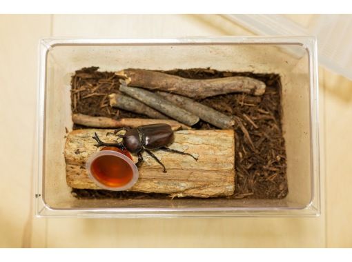 関東の昆虫採集体験・ツアーの格安予約 【アクティビティジャパン