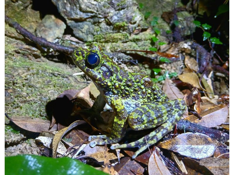 【北海道・SUP体験】透明度の高い支笏湖の湖面をクルージング！SUP体験（半日コース）の画像
