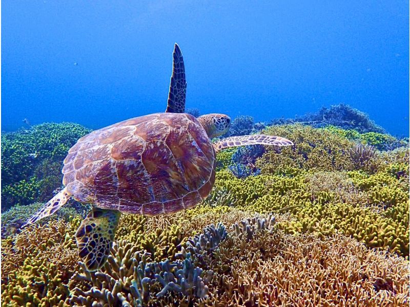 沖縄・渡嘉敷島】海亀シュノーケルツアー・バナナボートで慶良間諸島の