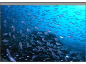 【愛知・名古屋発】サンゴの海!串本体験ダイビングコース(串本エリア)の画像