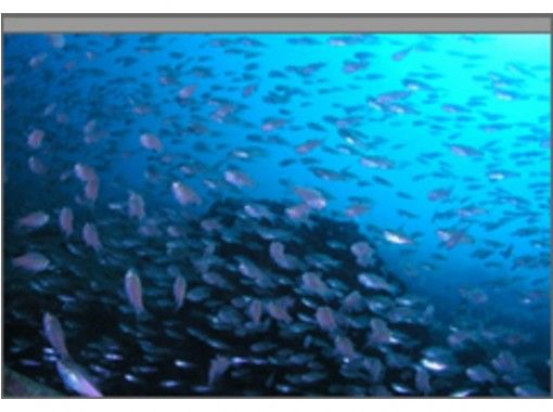 【愛知・名古屋発】サンゴの海！串本体験ダイビングコース（串本エリア）の画像