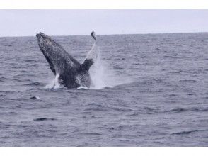 【沖縄・座間味】ホエールウォッチング(早朝発)の画像