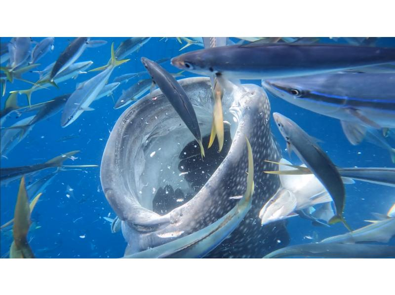 【北海道・SUP体験】透明度の高い支笏湖の湖面をクルージング！SUP体験（半日コース）の画像