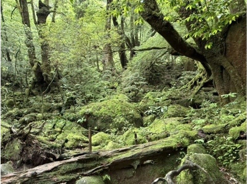 【北海道・SUP体験】透明度の高い支笏湖の湖面をクルージング！SUP体験（半日コース）の画像
