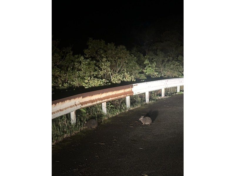 【北海道・SUP体験】透明度の高い支笏湖の湖面をクルージング！SUP体験（半日コース）の画像