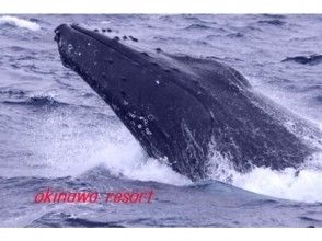 【沖縄・座間味】ホエールウォッチング(2時間コース)の画像