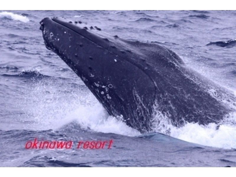 【沖縄・座間味】ホエールウォッチング(2時間コース)