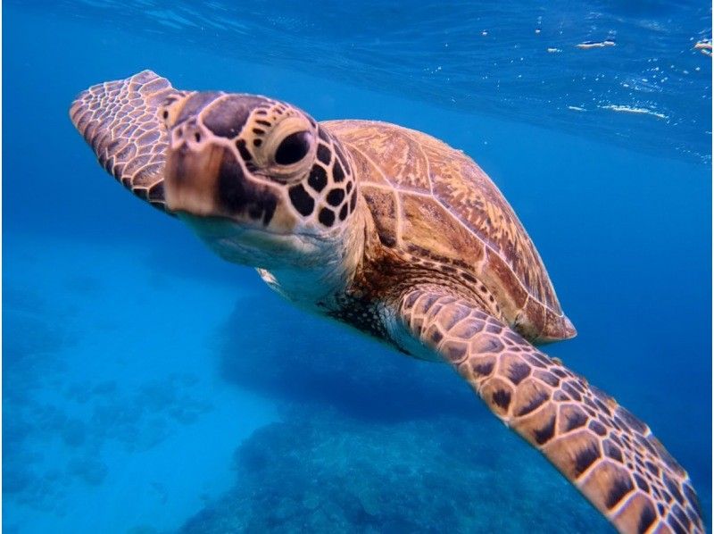 【北海道・SUP体験】透明度の高い支笏湖の湖面をクルージング！SUP体験（半日コース）の画像