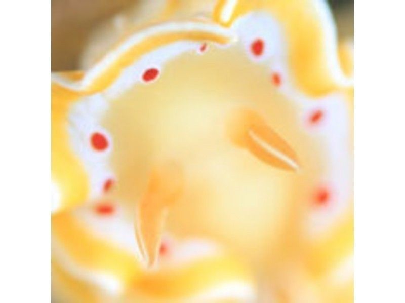 【鹿児島・奄美大島】魅惑の生物とサンゴの海!東シナ海でファンダイビング(ボートダイビング)