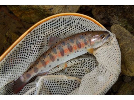 【新潟・妙高市・関川】キャッチ&リリース区間で【テンカラ・フィッシング体験】レンタルコミコミ! 【新潟・妙高市・関川】キャッチ&リリース区間で【テンカラ・フィッシング体験】レンタルコミコミ!