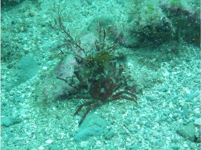【千葉県・勝浦市 シュノーケリング】千葉の海でのんびりシュノーケリング!