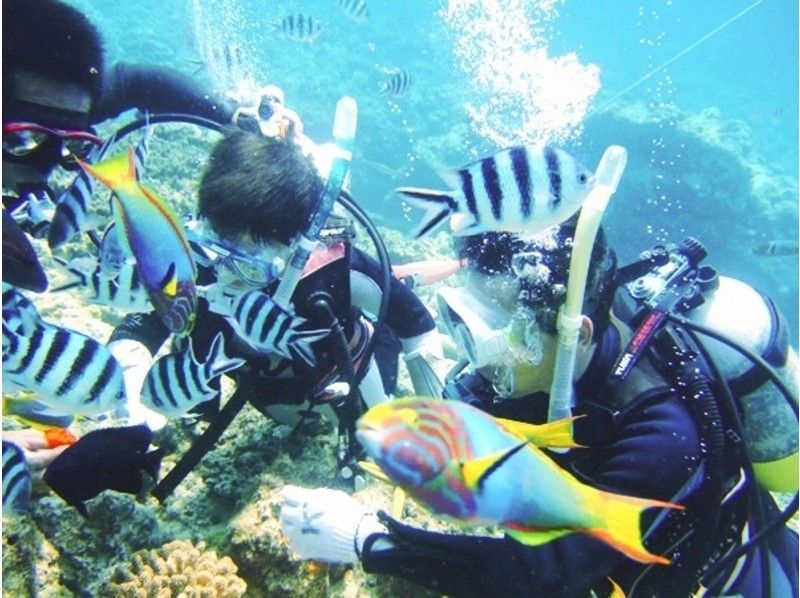 【沖縄・慶良間】慶良間諸島3つのポイントをめぐる体験ダイビング＆シュノーケリング終日ツアー