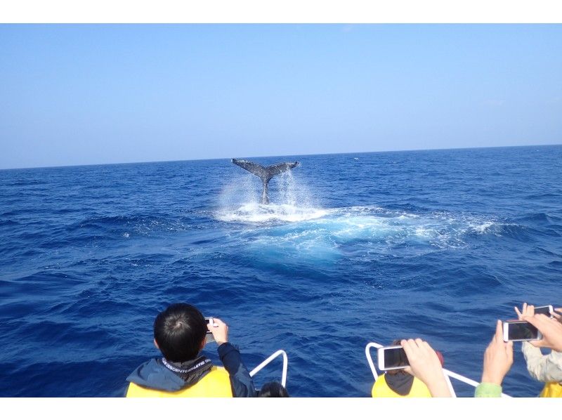 [คาโกชิมา / Amami Oshima] น่าตื่นเต้น! "ฤดูหนาวเท่านั้น" ดูฝูงปลาวาฬ (หลักสูตร 1 วัน) 10 ปีโอเคの紹介画像