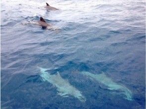 【鹿児島・奄美大島】迫力にドキドキ!ホエールウォッチング(1日コース)の画像