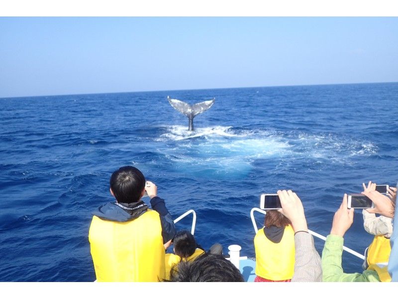 People enjoying a whale watching tour at Native Sea AMAMI