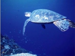 【伊豆 三浦 伊戸】ライセンス不要！未経験者歓迎 手軽に海中を楽しめる体験ダイビングコース