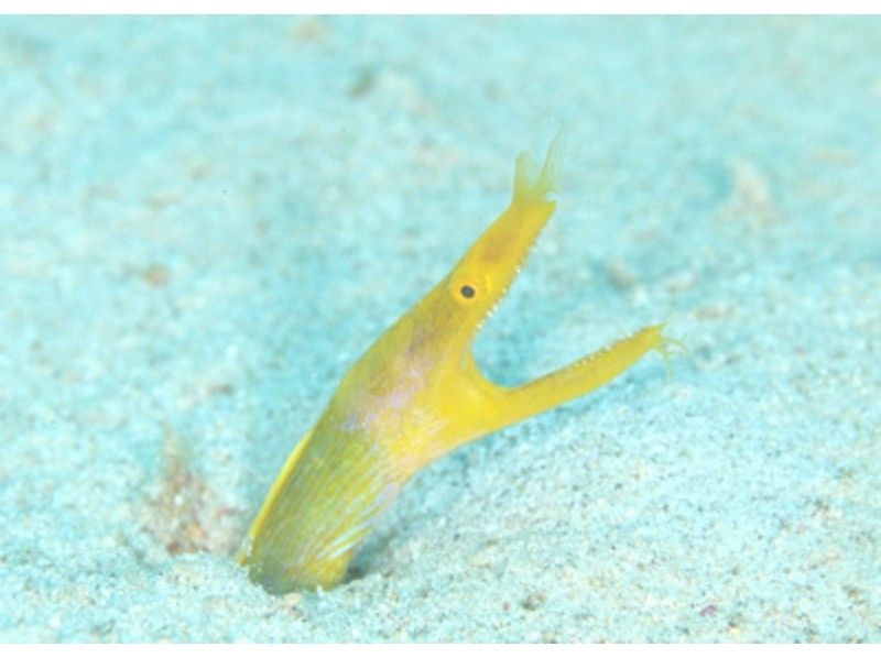 【鹿児島・奄美大島】お魚たくさん!!ボートシュノーケル