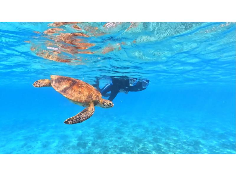 【鹿児島県・奄美大島】「ウミガメと泳ぐビーチシュノーケル」撮影した写真はその場でプレゼント！（シャワー・更衣室・タオル完備）の紹介画像